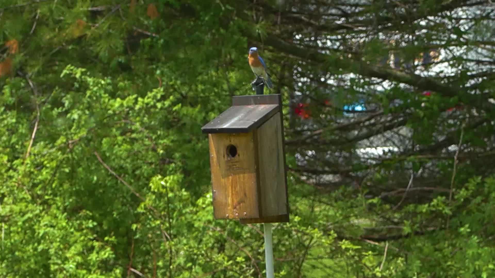Bluebird Restoration Project - Friend of the BBRP Episode 9