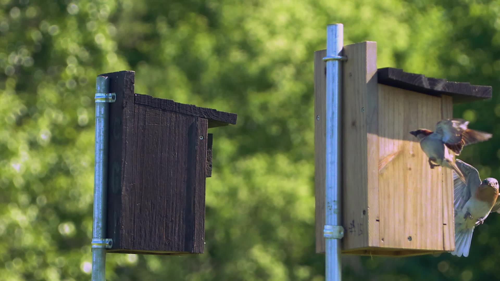 Bluebird Restoration Project - The Birthday Episode Episode 7