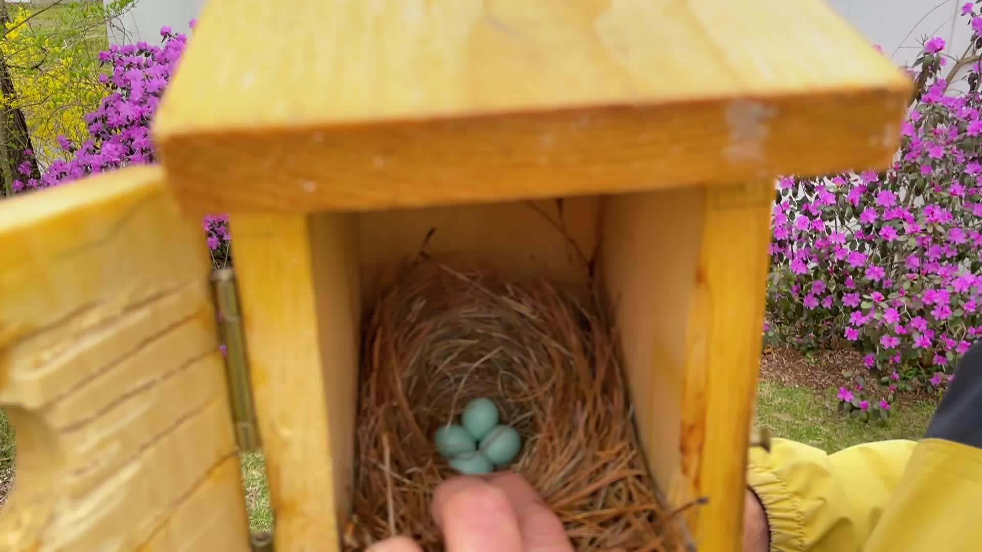Bluebird Restoration Project - Early Spring Nesting Activity Episode 4
