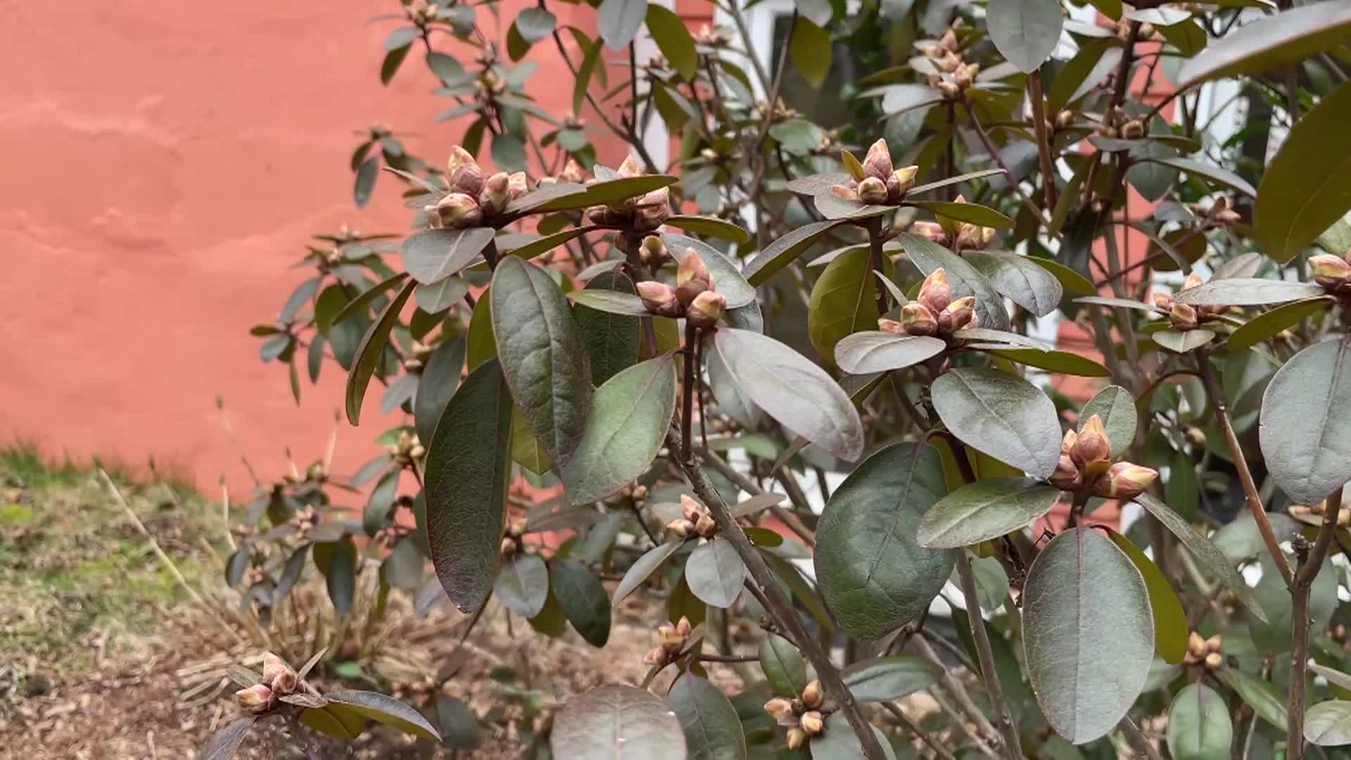 Thumbnail image for Bluebird Restoration Project - Bluebird Season Begins Episode 1