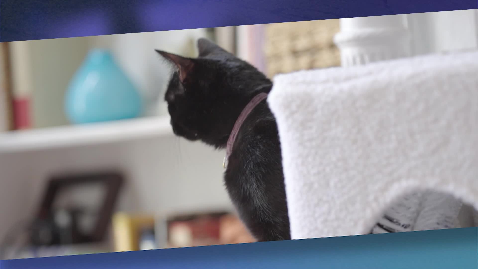 Thumbnail image for Sidewalks Entertainment - Nick Lachey and Dr Michelle Moyal