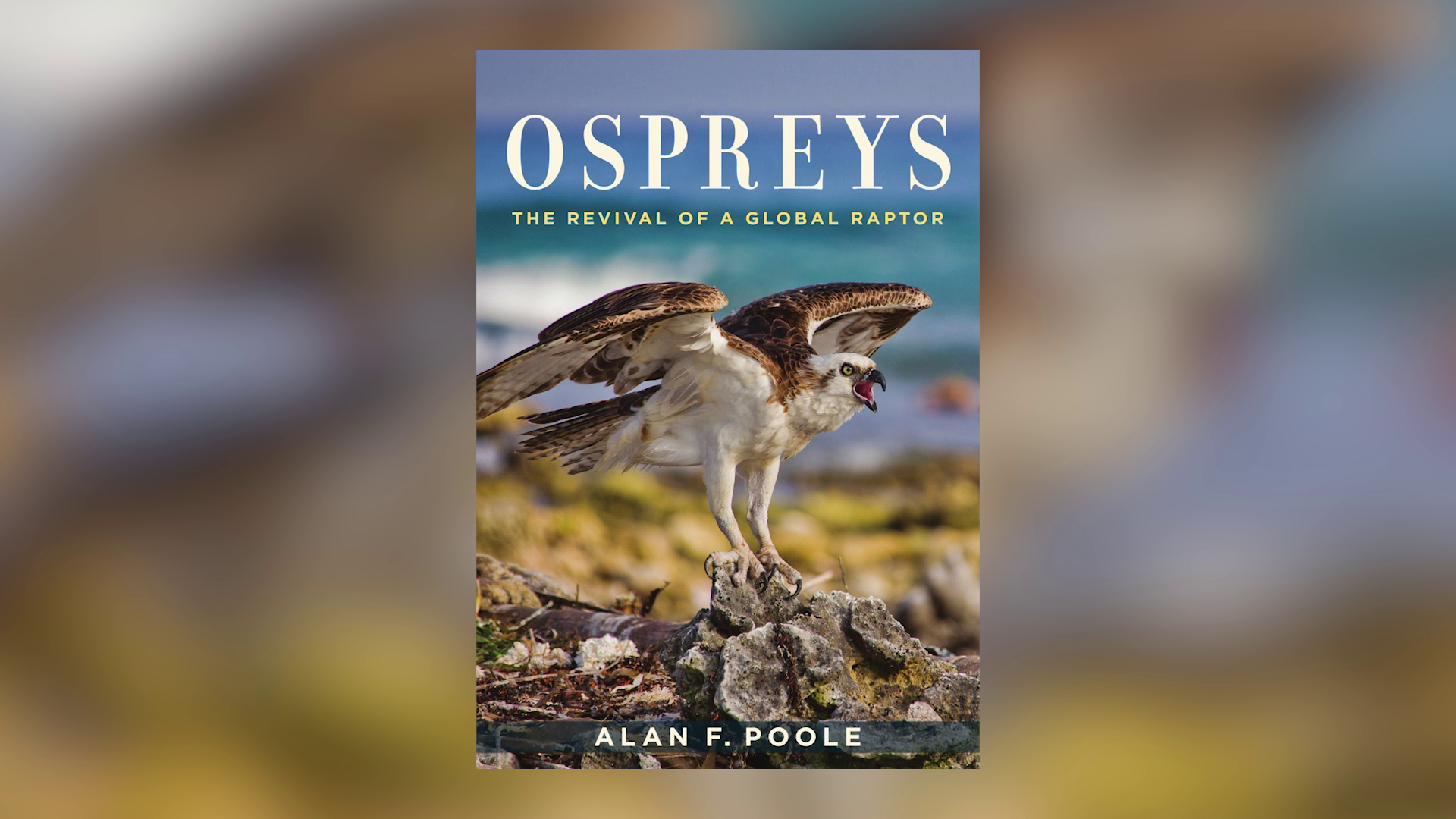 Thumbnail image for Paskamansett Bird Club - The Revival of a Global Raptor by Dr Alan Poole