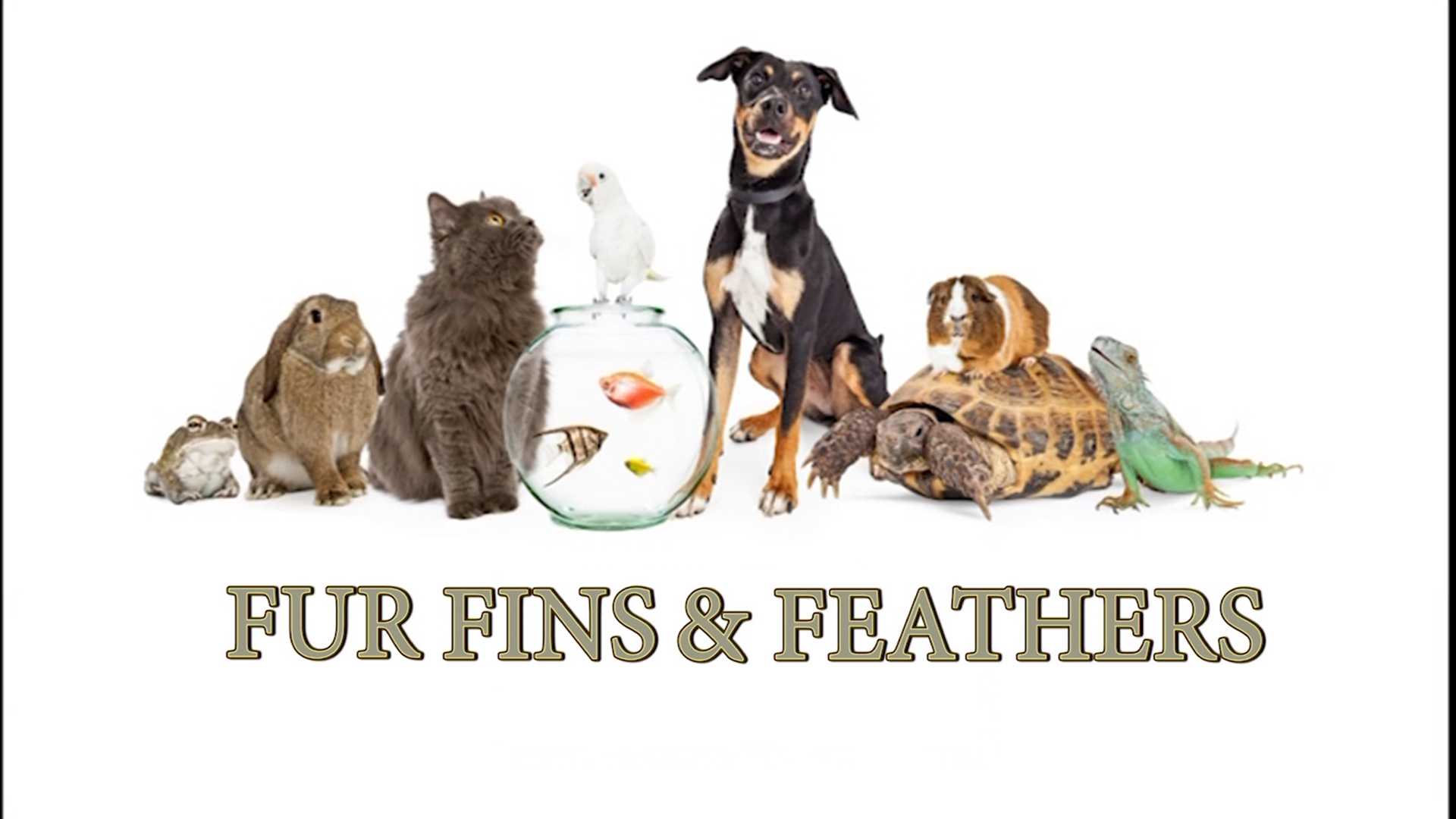 Thumbnail image for Fur, Fins and Feathers - Episode 13