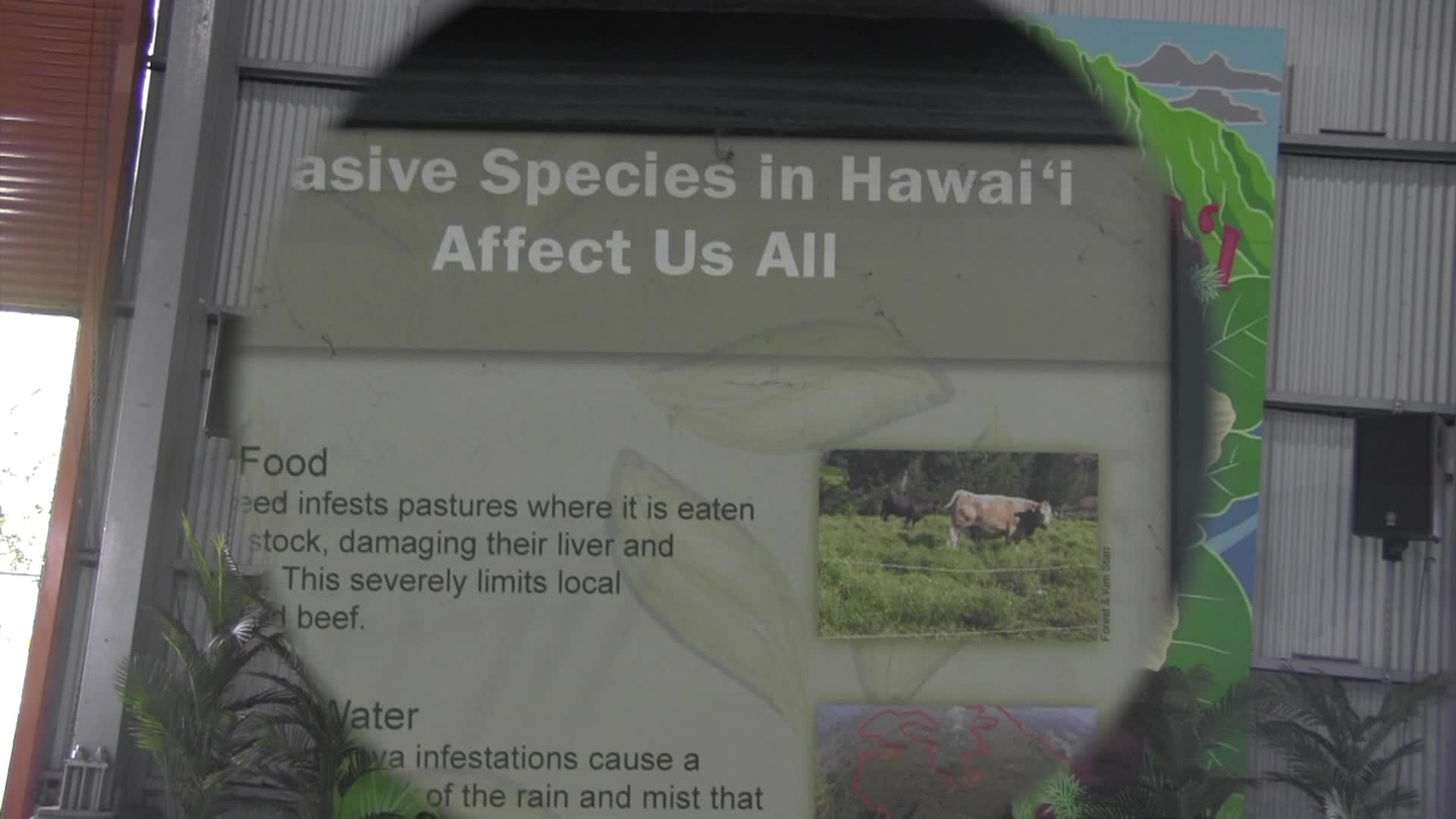 Thumbnail image for Around the Garden with Jimmy K - Kaui